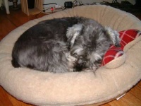 image of miniature_schnauzer #0