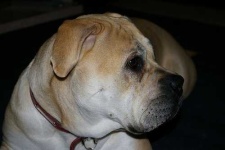 image of bull_mastiff