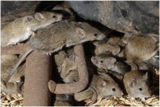 image of animal