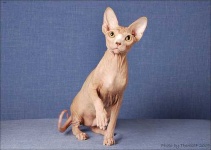 image of animal