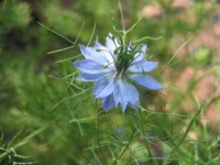 image of flower