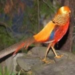 image of golden_pheasant #29