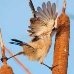 image of bird