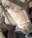 image of animal