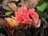 image of coral_fungus