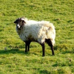 image of ram