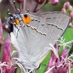 image of animal