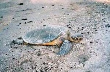 image of hawksbill