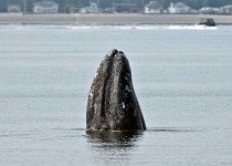image of grey_whale