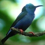 image of bird