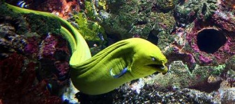 image of eel