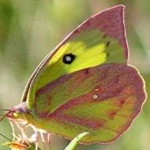 image of animal