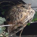 image of bird