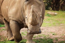 image of rhinoceros