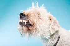 image of wheaten_terrier #6