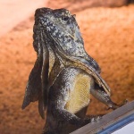 image of frilled_lizard