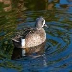 image of teal_duck #17