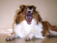 image of shetland_sheepdog