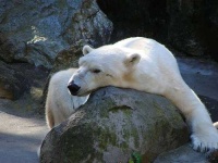 image of ice_bear