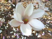 image of magnolia #15