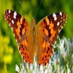 image of painted_butterfly #113