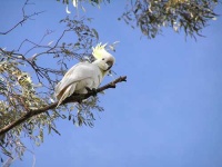 image of sulphur_crested_cockatoo #26