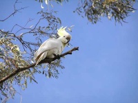 image of sulphur_crested_cockatoo