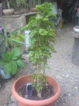 image of pot
