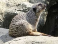 image of weasel