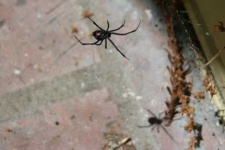 image of black_widow