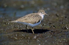 image of sandpiper #38