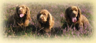 image of sussex_spaniel #17