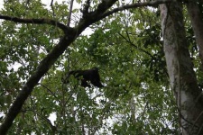 image of howler_monkey