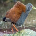image of bird