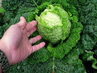 image of head_cabbage