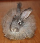 image of angora