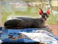 image of animal
