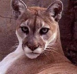 image of cougar_face