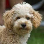 image of animal