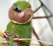 image of dragonfly