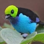 image of bird