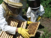 image of apiary
