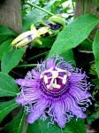 image of passion_flower #24