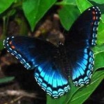 image of animal