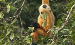 image of gibbon