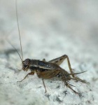 image of cricket