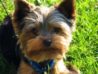 image of yorkshire_terrier