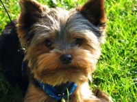 image of yorkshire_terrier #0