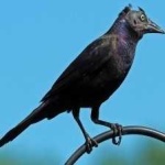 image of bird