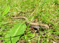 image of alligator_lizard